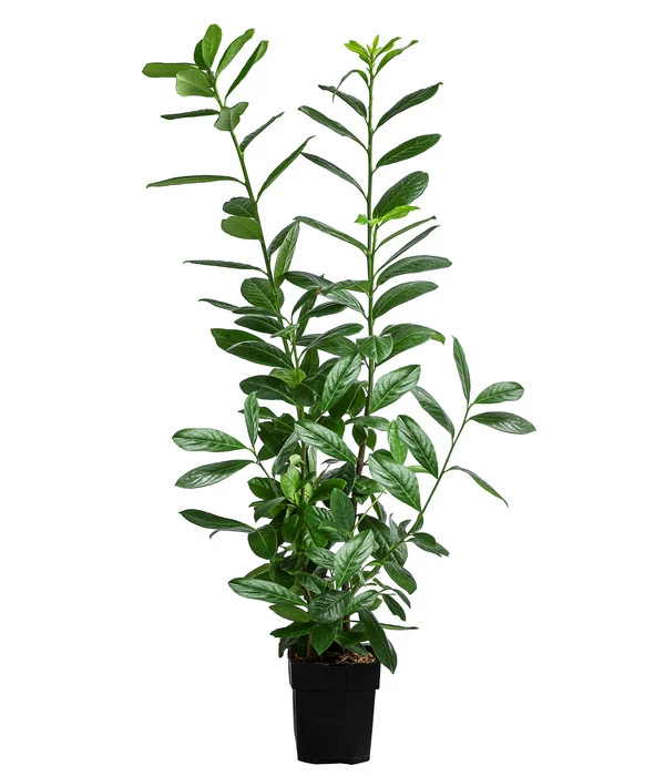 Kirschlorbeer 'Novita' 1 Kirschlorbeer 'Novita'