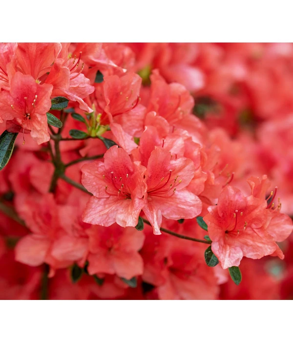 Zwerg-Rhododendron 1 Zwerg-Rhododendron