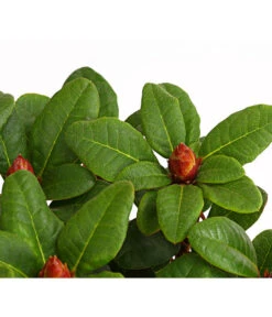 Zwerg-Rhododendron 5 Zwerg-Rhododendron -Blumen Geschaft 7451198 WE DE 001 ZwergrhododendronInRotenSorten11CDehnerExpressHerzig