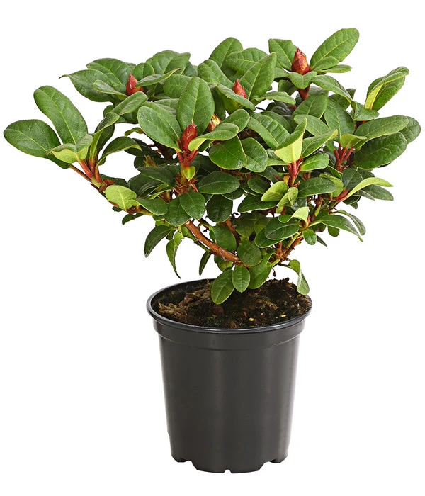 Zwerg-Rhododendron 2 Zwerg-Rhododendron – Bild 2