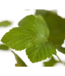 Blut-Johannisbeere 'King Edward VII' 7 Blut-Johannisbeere 'King Edward VII' -Blumen Geschaft 7453749 WE DE 001 RibesSanguineumKingEdwardVIIJohannisbeere3LDehnerExpressZS