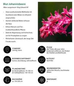 Blut-Johannisbeere 'King Edward VII' 6 Blut-Johannisbeere 'King Edward VII' -Blumen Geschaft 7453749 WE IG 001 BlutJohannisbeere