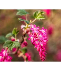 Blut-Johannisbeere 'King Edward VII'