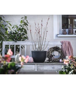 Rotkätzchenweide, Busch -Blumen Geschaft 7461817 WE MO 001 SalixHHaengekaetzchenRotkaetzchenBusch3LDehnerExpressHerzig