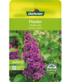 Flieder 'Charles Joly' -Blumen Geschaft 7492671 FliederCharlesJoy Etikett 1