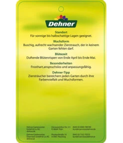 Flieder 'Charles Joly' -Blumen Geschaft 7492671 FliederCharlesJoy Etikett 2