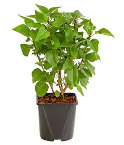 Flieder 'Charles Joly' -Blumen Geschaft 7492689 WE FS 001 FliederSyringaCharlesJolyStrauch2LiterDehnerExpressHerzig