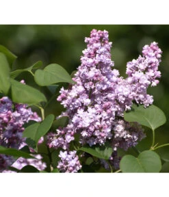 Flieder 'Michel Buchner'