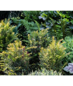 7 Meter Europäische Eibe, 14 X Ca. 100-125 Cm -Blumen Geschaft 7496714 PR MO 001 TaxusEibeGWLucknerMai2017