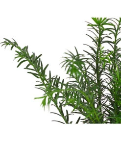 7 Meter Europäische Eibe, 14 X Ca. 100-125 Cm -Blumen Geschaft 7497100 PR DE 001 TaxusEibeBaccata9CDehnerExpressHerzig