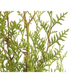 3 Meter Lebensbaum 'Brabant', 6 X Ca. 125-150 Cm -Blumen Geschaft 7511009 WE DE 001 LebensbaumThujaOccidentalisBrabant3L 2