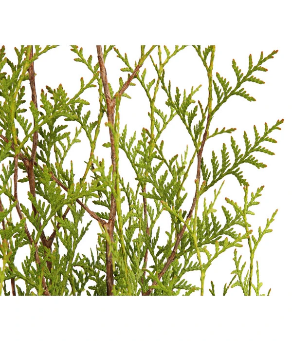 16 Meter Lebensbaum 'Brabant', 40 X Ca. 125-150 Cm 3 16 Meter Lebensbaum 'Brabant', 40 X Ca. 125-150 Cm – Bild 3