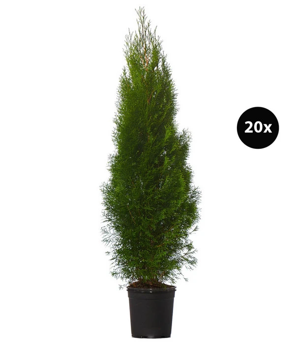 10 Meter Lebensbaum 'Smaragd', 20 X Ca. 125-150 Cm 1 10 Meter Lebensbaum 'Smaragd', 20 X Ca. 125-150 Cm