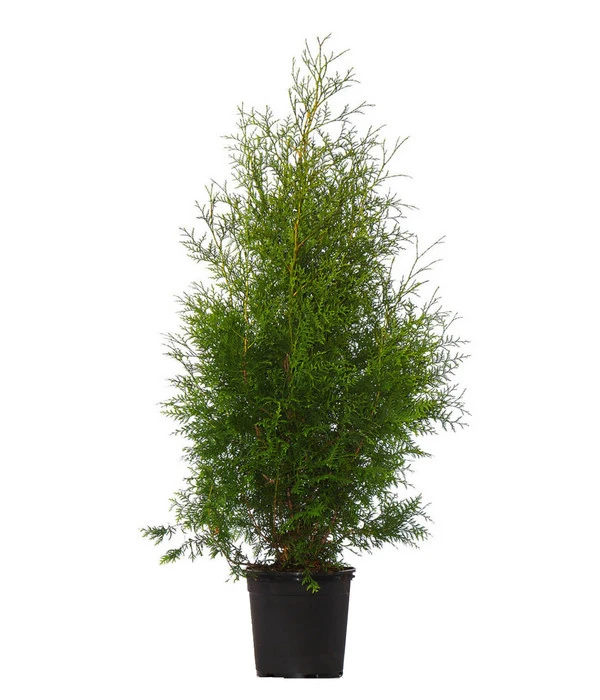 16 Meter Lebensbaum 'Brabant', 40 X Ca. 125-150 Cm 2 16 Meter Lebensbaum 'Brabant', 40 X Ca. 125-150 Cm – Bild 2