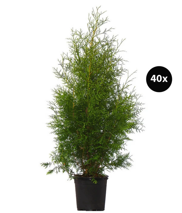 16 Meter Lebensbaum 'Brabant', 40 X Ca. 125-150 Cm 1 16 Meter Lebensbaum 'Brabant', 40 X Ca. 125-150 Cm