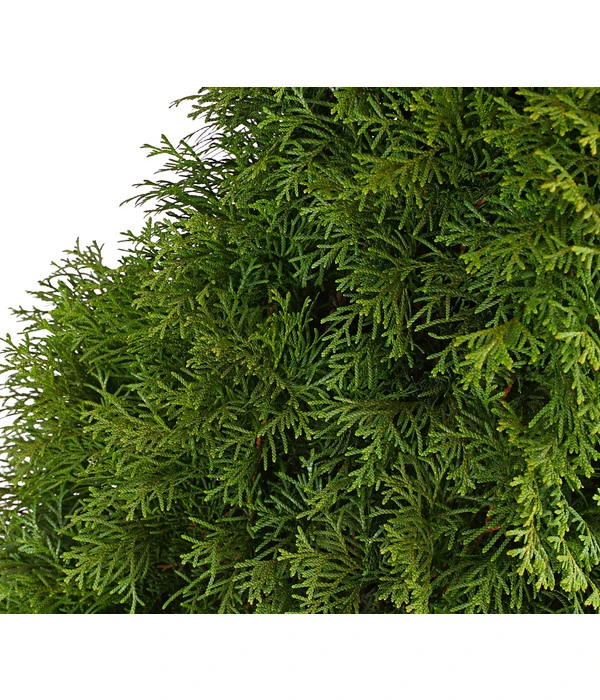 10 Meter Lebensbaum 'Smaragd', 20 X Ca. 125-150 Cm 5 10 Meter Lebensbaum 'Smaragd', 20 X Ca. 125-150 Cm – Bild 5