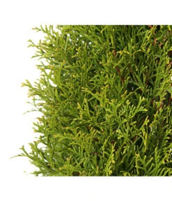 24 Meter Lebensbaum 'Smaragd', 80 X Ca. 60-80 Cm -Blumen Geschaft 7513757 PR DE 001 LebensbaumThujaOccidentalisSmaragd3LDehnerExpressHerzig