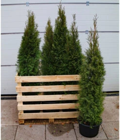 6 Meter Lebensbaum 'Smaragd', 12 X Ca. 140-160 Cm -Blumen Geschaft 7517618 WE FS 002 ThujaSmaragdC23