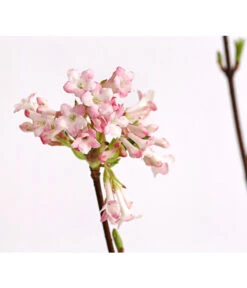 Winter-Schneeball 'Dawn' -Blumen Geschaft 7532807 WE DE 001 ViburnumBodnDawn3LDehnerExpressHerzig