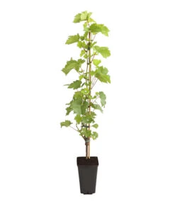 Neue Produkte -Blumen Geschaft 7540099 PR FS 001 GourmetGartenVitisWeinrebePalatina3LDehnerExpressHerzig