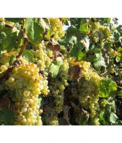 Dehner Gourmet Garten Tafeltraube 'Palatina' -Blumen Geschaft 7540099 WE MO 001 GGWeinPalatinaPixabay