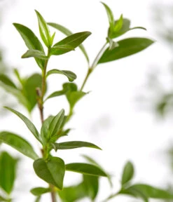 12,5 Meter Gemeiner Liguster, 50 X Ca. 60-100 Cm -Blumen Geschaft 7548373 7548373 7548399 7548407 7548415 7548423 WE DE 001 GemeinerLiguster