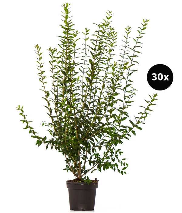 10 Meter Wintergrüner Liguster 'Atrovirens', 30 X Ca. 100-150 Cm 1 10 Meter Wintergrüner Liguster 'Atrovirens', 30 X Ca. 100-150 Cm