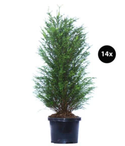 7 Meter Europäische Eibe, 14 X Ca. 100-125 Cm