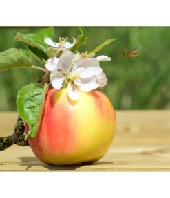 Zwergapfel 'Galina' 5 Zwergapfel 'Galina' -Blumen Geschaft 7604697 WE MO 002 ApfelGalinaZwergPixabay