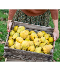 Apfelquitte -Blumen Geschaft 7604978 WE MO 001 Quittenkorb