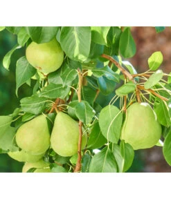 Zwergbirne 'Luisa' -Blumen Geschaft 7611999 WE DE 003 PyrusZwergbirneBirnePixabay