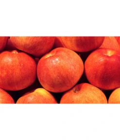 Neue Produkte -Blumen Geschaft 7621865 WE MO 001 ZergapfelCroquellaPixabay