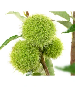 Esskastanie 'Bouche Rouge' -Blumen Geschaft 7621964 WE DE 002 CastaneaSativaBocheRougeEsskastanie