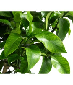 Rosafarbene Grapefruit -Blumen Geschaft 7622673 WE DE 002 CitrusParadisiiRosaGrapefruitT20