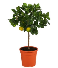 Römische Limette 'Pursha'