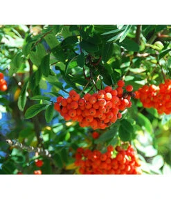 Eberesche 'Edulis' -Blumen Geschaft 7638513 DE 009 EberescheEdulis Pixabay