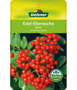 Eberesche 'Edulis' -Blumen Geschaft 7638513 Edel EberescheEdulis Etikett 1