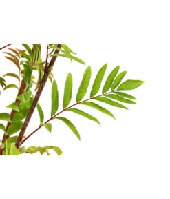 Eberesche 'Edulis' -Blumen Geschaft 7638513 PR DE 002 EberescheEdulisBusch95LiterDehnerExpressHerzig