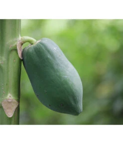 Papaya -Blumen Geschaft 7641301 WE DE 001 CaricaPapaya