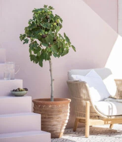 Terrakotta-Topf Perugia, Rund, Antik-terrakotta -Blumen Geschaft 7642614 WE MO 001 FicusCaricaFeigeT28