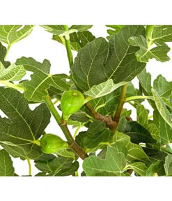 Feige, Dunkel -Blumen Geschaft 7642671 PR DE 001 FicusCaricaDunkelT20FeigenbaumDehnerExpressHerzig