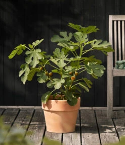 Feige 'Madeleine' -Blumen Geschaft 7642911 WE MO 001 FicusFeigeMadeleine