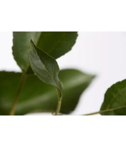 Herbstapfel 'Gala' -Blumen Geschaft 7645880 PR DE 001 ApfelGalaBuschMalus95LiterDehnerExpressZS