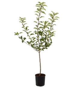 Herbstapfel 'Gala' -Blumen Geschaft 7645880 PR FS 001 ApfelGalaBuschMalus95LiterDehnerExpressZS