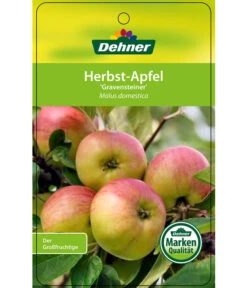 Herbstapfel 'Gravensteiner' -Blumen Geschaft 7657398 HerbstapfelGravensteiner Etikett 1