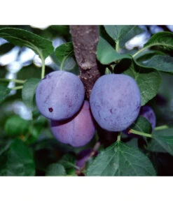 Zwetschge 'Haganta'
