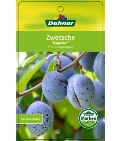 Zwetschge 'Haganta' -Blumen Geschaft 7662257 ZwetscheHaganta Etikett 1