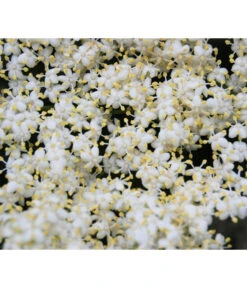 Großfruchtiger Holunder 'Haschberg' -Blumen Geschaft 7662760 WE DE 003 SambucusHolunderBluete