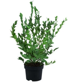 Heidelbeere 'Hardyblue' -Blumen Geschaft 7665490 WE FS 002 HeidelbeereHardyblue3L