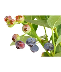 Dehner Gourmet Garten Heidelbeere 'Spartan' -Blumen Geschaft 7665508 PR DE 002 GourmetGartenHeidelbeereSpartan3LiterDehnerExpressHerzig